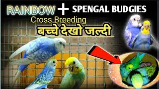 Rainbow Budgies & Spengal Budgies Parrot Cross Breeding Result / rainbow budgies breeding tips