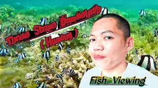 Three Stripe Damselfish (Humbug)