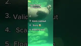 Top 5 Blubbers #ranking #aquarium #blubber #animals #funny #happy #subscribe