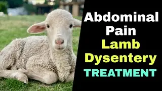 intestinal infection or abdominal pain treatment in lamb