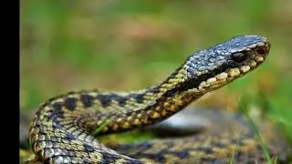 Pet owners warned after dog nearly dies from snake bite