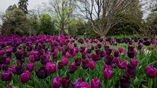 Spring | Tulips | Soothing morning sound