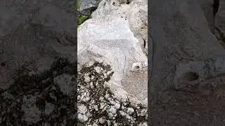 High Quality Florida Chert