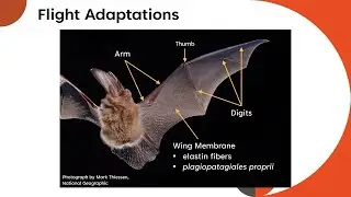 Maneuvering kinematics of Townsend's big-eared bat, Chance Rankin Thesis Presentation