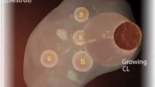 CCI