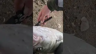 Metal lips catch big fish! Full video on my channel for those interested #catchandrelease #fishing