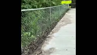 How to trim overgrown trees and plants before and after.