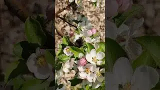 The Mysterious Bronze Beetle at the Apple Blossom Tree 🌸