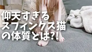 スフィンクス猫は汗っかき?!特殊なのは毛が無い事だけではなかった
