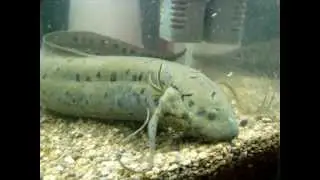 African Lungfish / Pez pulmonado africano