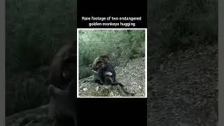 Rare footage of two endangered golden monkeys hugging #monkeys #science #sad
