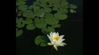The Pond - Thomas Williams