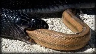 Snakes That Eat Snakes - CrittaCam