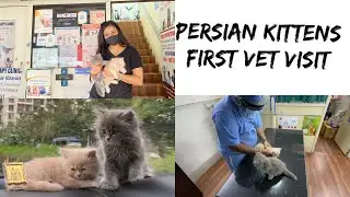 My kittens first Vet👨🏻&zwj;⚕️visit | Veterinary Clinic | Persian Cat |#soniapandeyvlogs #vetvisit #cat