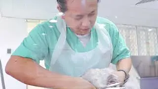 canadian veterinary clinic sharjah