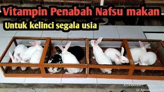 Vitami penambah nafsu makan kelinci 
