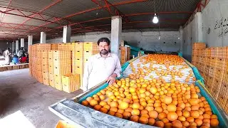 Orange Processing And Packing Factory Tour | Harvest And Processing  Citrus Foods in Pakistan