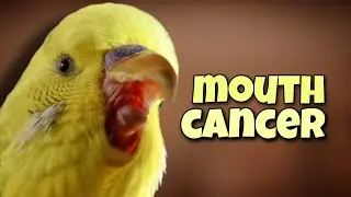 Pet Bird Mouth Infection