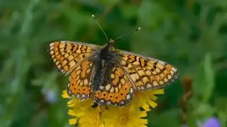 euphydryas aurinia - butterflies of Greece
