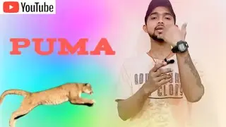Tha puma is a large cat-like carnivorous animal found in north and west america.