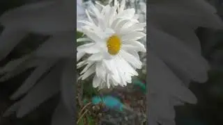 New flowers in house#abvlogs #myflower#mygarden
