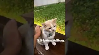 Abang soft spoken 😍 #pororo #kucing #cat #shorts