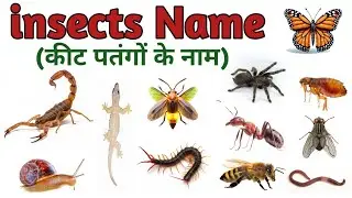 20 Insects Name for Kids | Learn Bugs Name in English and Hindi with Pictures and Sounds 