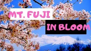 Famous Cherry Blossoms Spots Outside Tokyo: Weekend In Yamanashi