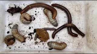 One Tree Frog and Scary Giant Millipedes with Many Huge White Worms in the Wood Rotten #insects