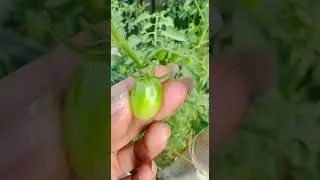 Gentle hands harvesting future tomatoes #gardening #farmtotable #satisfying