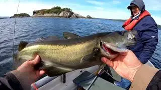 NORWEGEN 2022. Рыба ловится. Люр, Треска, Скумбрия, Мольва.