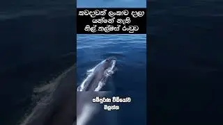 ලංකාව කියන්නේ කෑම උල්පතක් 🐋❤️