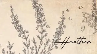 7 Miracle- Heather