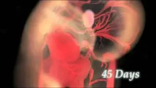 Alexander Tsiaras: Conception to birth -- visualized (fragment)