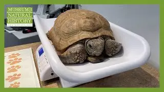 What Happens When Gus the Gopher Tortoise Goes to The Vet? - Animal Care at the Museum