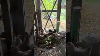 Chicken TV 2024 #chickens #compost
