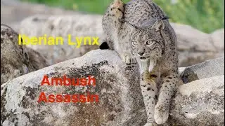 Iberian Lynx Ambush Assassin