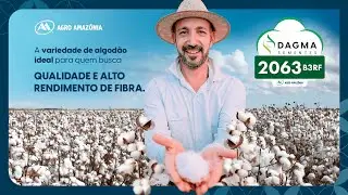 Semente Algod&atilde;o Dagma 2063 | Agro Amaz&ocirc;nia