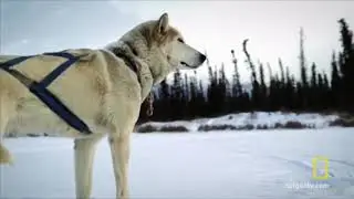 Dog sledding music video || welcome to the end of the world