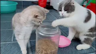 Два кота такие милые и забавные 😍