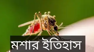 মশার ইতিহাস | History of mosquitoes | Kazi Junaid