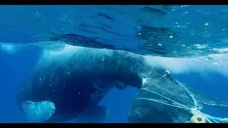 Cleaning Up the Ocean and Keeping Whales Safe