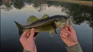 Pond Bass Fishing!