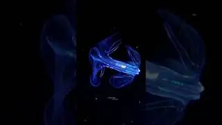 COMB JELLIES