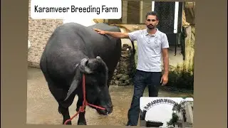 Karamveer Breeding Farm || Full Vedio