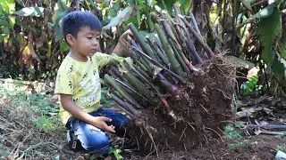 Have you ever seen Arrowroot at your place? / Seyhak and grandma dig Arrowroot / Cooking for family