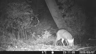 Camera Trap Footage - Muntjac Deer (Muntiacus reevesi)