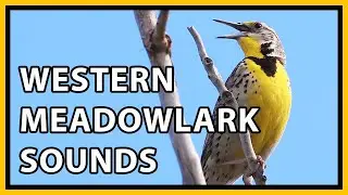 Western Meadowlark Calls and Sounds