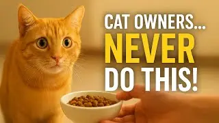 7 смертных кошачьих грехов, которые вы НИКОГДА не должны совершать