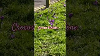 Spring I love you, crocuses in Folkestone #crocusesinfolkestone #folkestone #springinengland